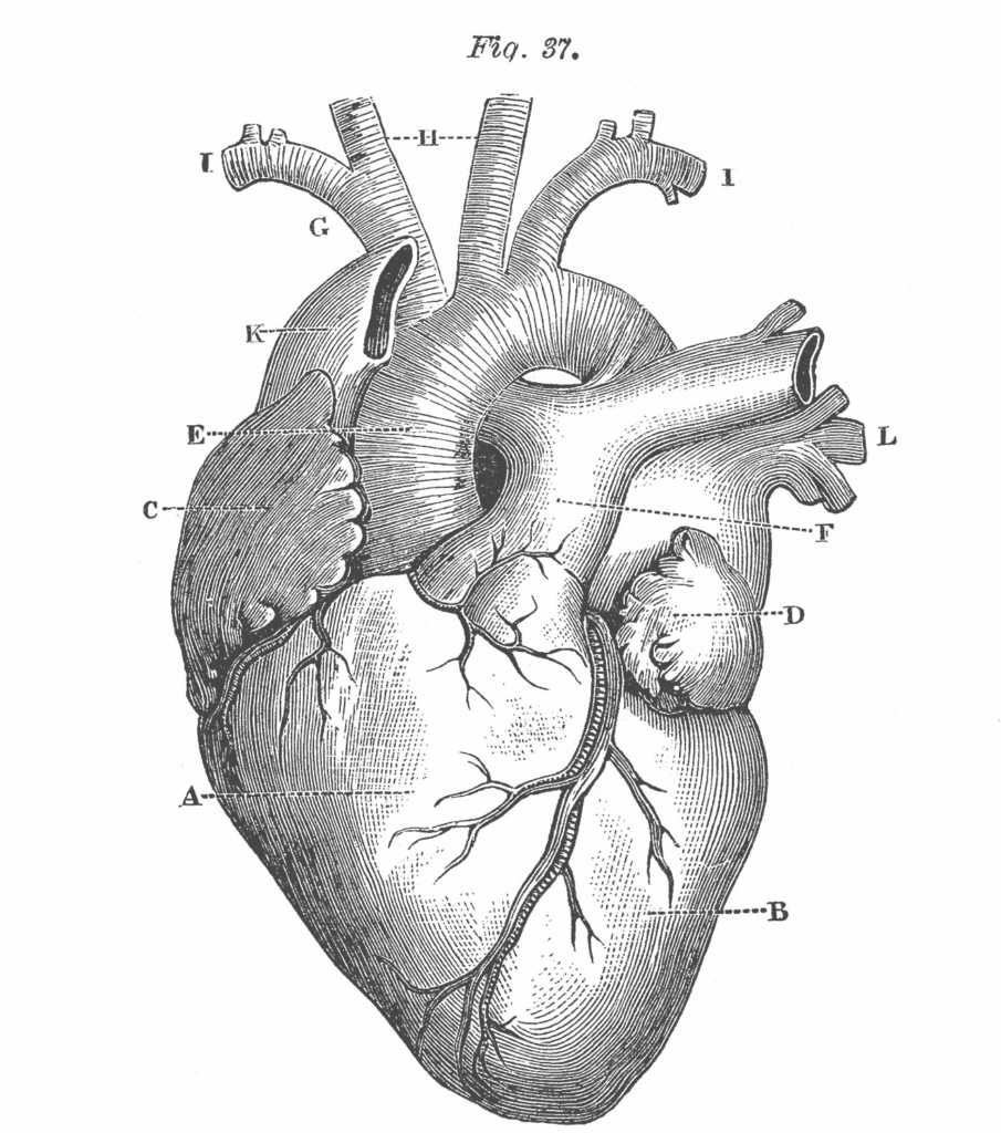 what-medical-conditions-can-cause-low-heart-rate