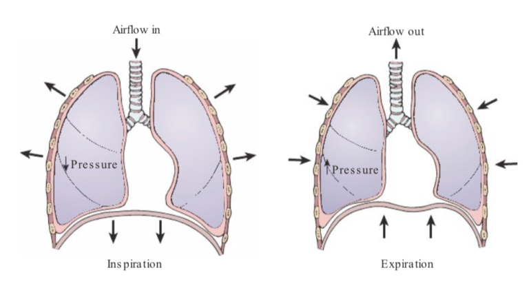 The Oxygen Advantage: Maximize your breath to perform higher and live ...